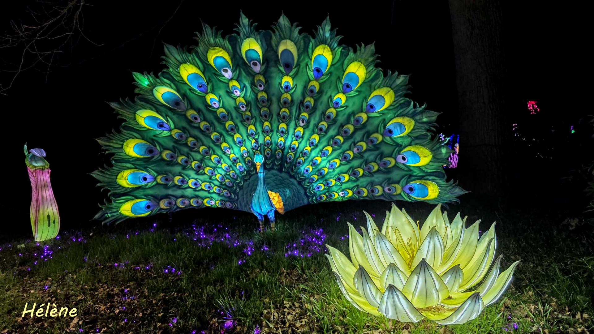 THOIRY -Illumination ,  Lumières sauvages 2025-2026